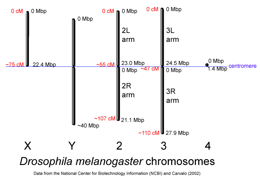 Drosophila Melanogaster