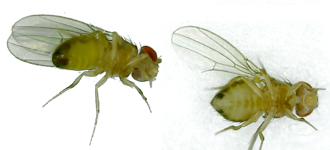 Drosophila Melanogaster