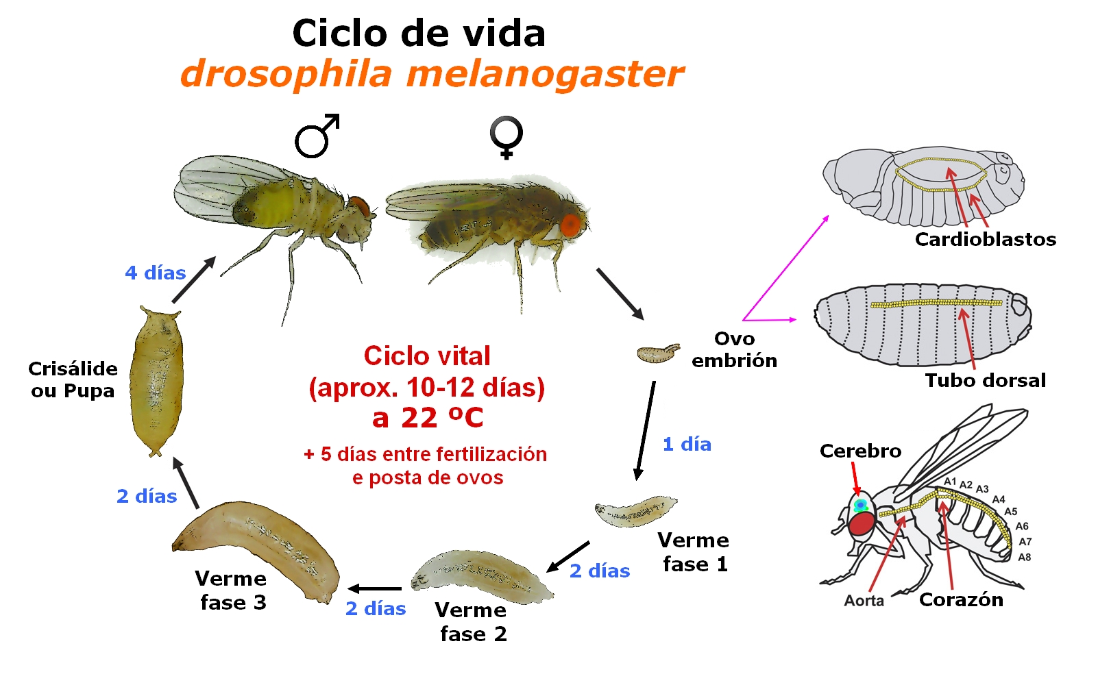 Drosophila Melanogaster