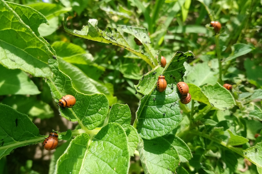 Larvas de escaravello da pataca
