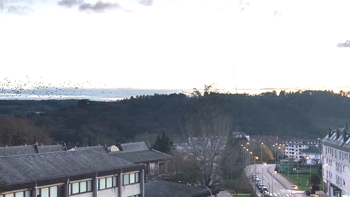 Estorninos en un &aacute;rbol